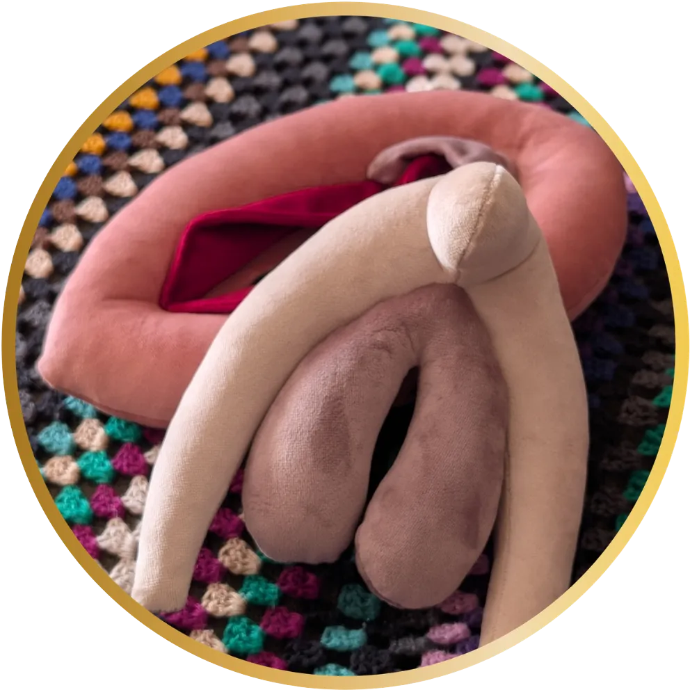 Anatomisches Plüschmodell für den Mädchen-Workshop Anatomisches Plüschmodell für den Aufklärungsworkshop Mädchenwissen Deluxe
